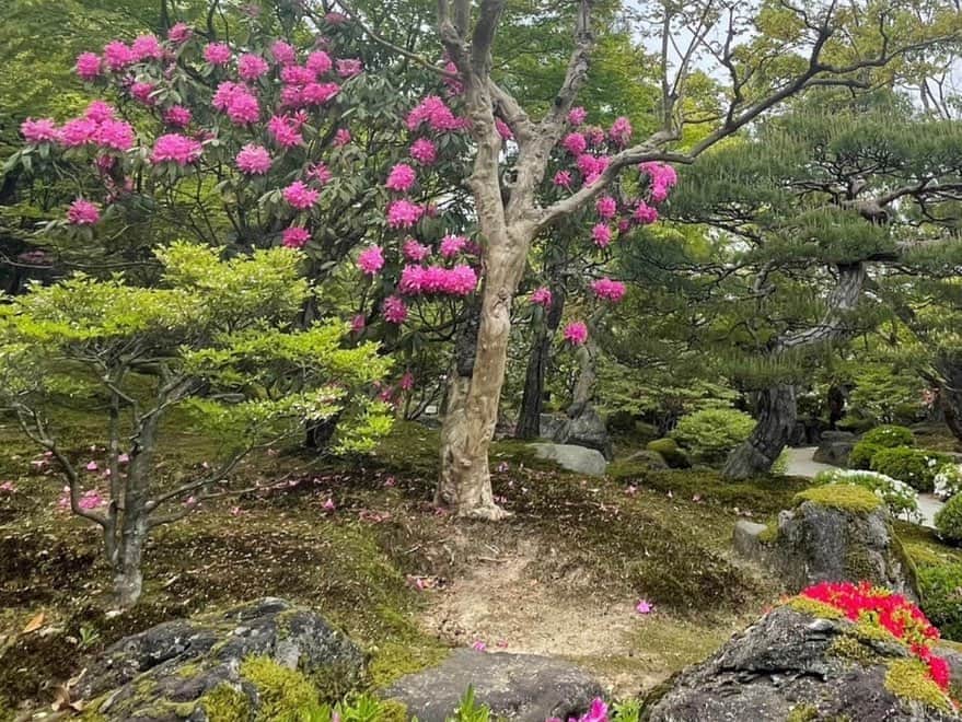 假屋崎省吾さんのインスタグラム写真 - (假屋崎省吾Instagram)「もう絶対日本一の庭園だと、自分は思うくらい、島根県・日本庭園由志園さんの庭は美しい✨  シャクナゲ(石楠花)の種類が、こんなにあるのっていうくらい、園内のいたるところに咲き乱れてました〜っ😻  池がまた風情があって、しかも数分おきに、なんと、なんと雲海が🙌  もうとにかく美しいのなんのってないね💕  #假屋崎省吾 #カーリー #島根県 #由志園 #ボタン #庭園 #日本一 #風情」4月24日 23時22分 - shogo_kariyazaki_official