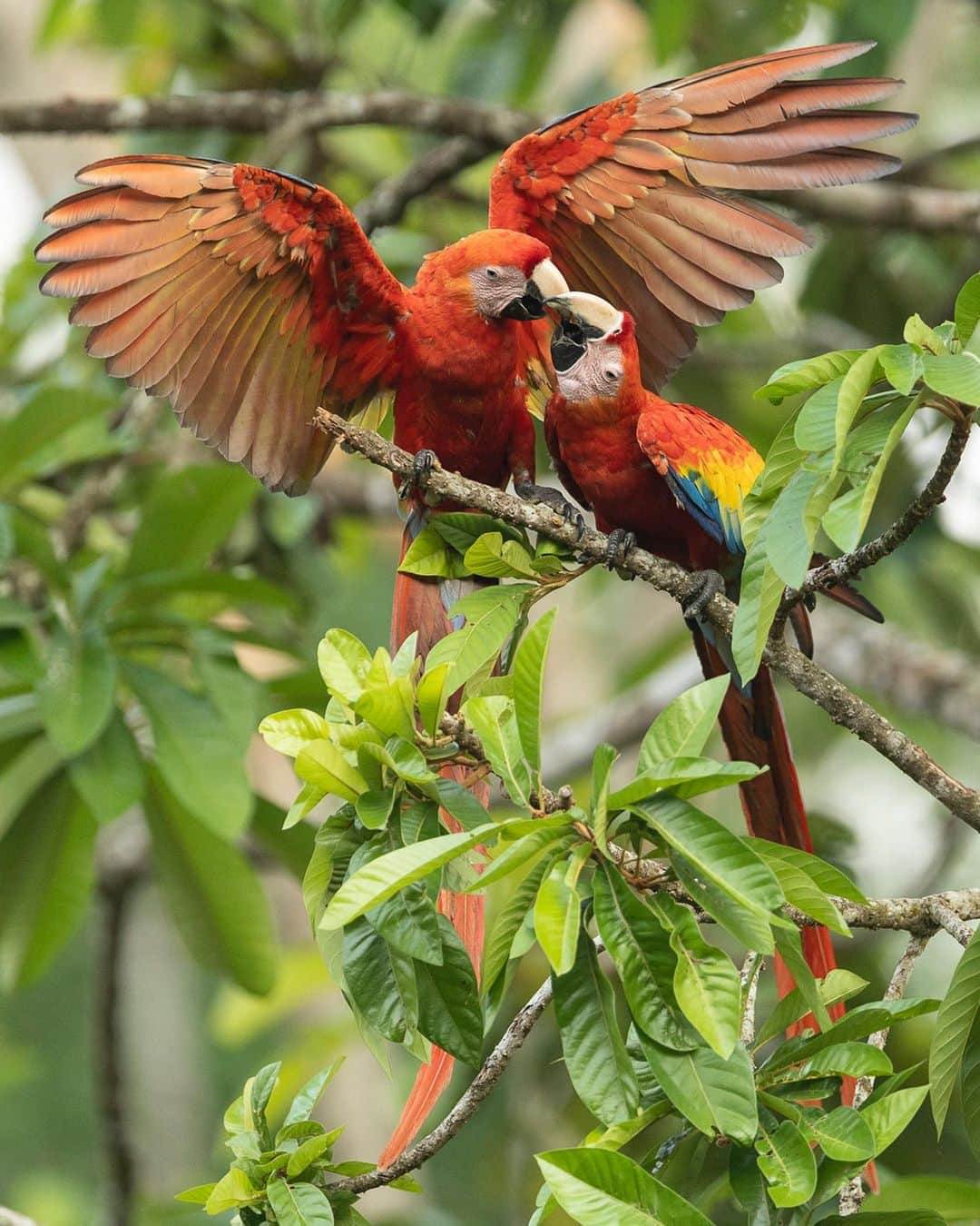 Tim Lamanさんのインスタグラム写真 - (Tim LamanInstagram)「Photos by @TimLaman.  Happy Earth Day a little late!  But every day is earth day, right?  And I’m in an amazing location documenting one of the avian spectacles of our planet.  A Scarlet Macaw pair engage in a little social bonding…. Greetings again from Chiapas, Mexico, where I’m currently working with @natura_mexicana to document their work to conserve this endangered Central American subspecies of Scarlet Macaw in the Montes Azules Biosphere Reserve and the surrounding landscape.  Learn more at www.naturamexicana.org.mx.   #macaw #scarletmacaw #parrot #parrotlovers #mexico #birds #birdphotography #birdsofinstagram #cornelllabofornithology @cornellbirds」4月24日 23時16分 - timlaman