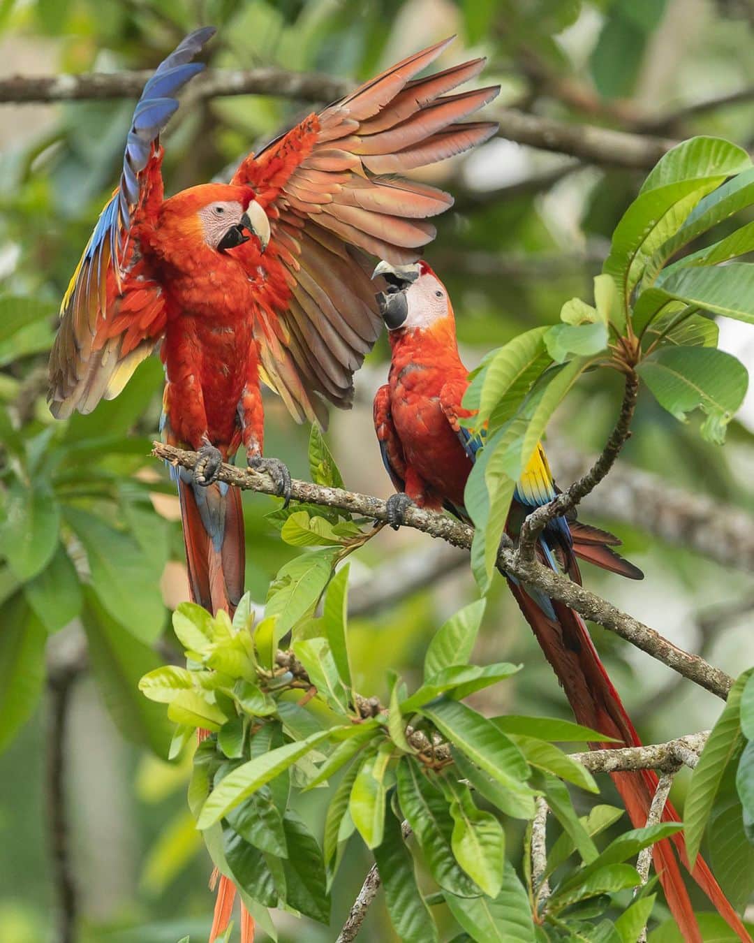 Tim Lamanのインスタグラム：「Photos by @TimLaman.  Happy Earth Day a little late!  But every day is earth day, right?  And I’m in an amazing location documenting one of the avian spectacles of our planet.  A Scarlet Macaw pair engage in a little social bonding…. Greetings again from Chiapas, Mexico, where I’m currently working with @natura_mexicana to document their work to conserve this endangered Central American subspecies of Scarlet Macaw in the Montes Azules Biosphere Reserve and the surrounding landscape.  Learn more at www.naturamexicana.org.mx.   #macaw #scarletmacaw #parrot #parrotlovers #mexico #birds #birdphotography #birdsofinstagram #cornelllabofornithology @cornellbirds」