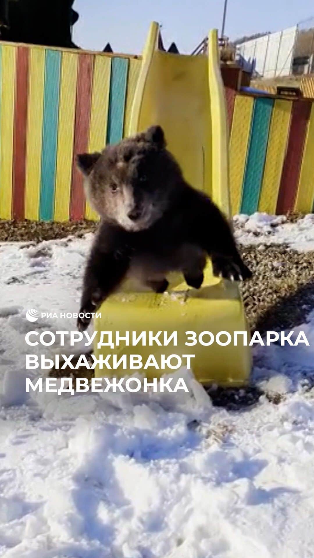 RIAノーボスチのインスタグラム：「В Сибирском зоопарке выхаживают трехмесячного медвежонка Винни. Малыш поступил к ним вместе со своим братом по кличке Байкал, но их разделили, чтобы избежать конфликтов. Винни уехал жить в Листвянку, а второй малыш остался в Сибирском зоопарке в Иркутске. Животные оказались в зоопарке, потому что родились в неволе. Теперь они должны пройти реабилитацию, а позже их отпустят в лес.」