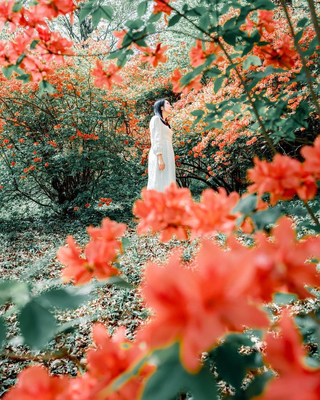 のインスタグラム：「* . . . . . ツツジの森 赤の世界、美しかった🥹❤️ . . model : @jyasumina . . FUJIFILM GFX50S II /  GF45mm F2.8 R WR . . お仕事・撮影のご依頼はDMかメールに お願い致します。 . . . . . *」