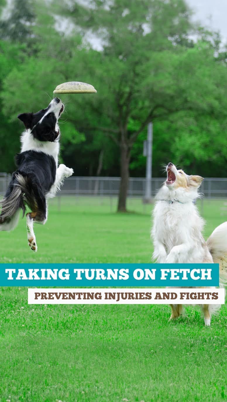 Jazzy Cooper Fostersのインスタグラム：「Deaf Dog Training: Taking turns on fetch -- preventing injuries and fights  I use signs for BB, verbal cues for Phoebe. P.S. I was not nake-d in the Cul de sac 😂」