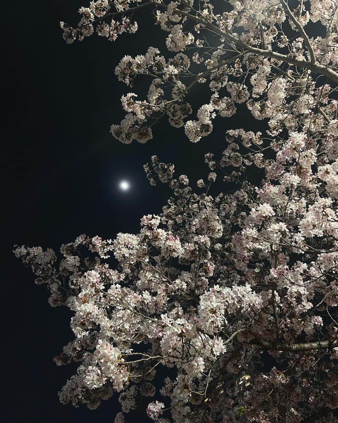 松田和佳さんのインスタグラム写真 - (松田和佳Instagram)「いつの日かの夜桜🌸」4月24日 23時40分 - waka_matsuda