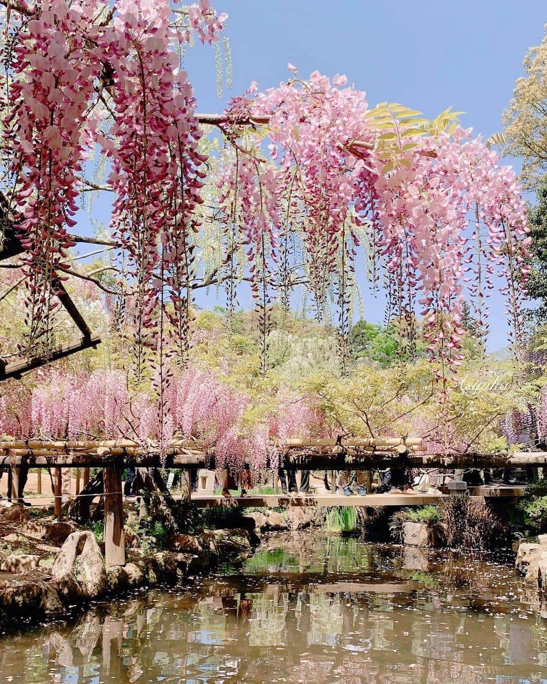 Yuka Kaedeのインスタグラム：「. . 藤の園♡  自然の中の藤園、素晴らしい空間でした♪  今週はお天気崩れますが、 まだ蕾もあったのでGWも満開だと思います。 でも雨と藤も美しそうですね！ . . . . #_asyuka_ #奈良観光 #narajapan #wisteria #visitjapan #japantrip #japantravel #beautifuldestinations #beautifulplaces #flowerpower #flowerphotography #jp_views #jp_gallery #japanesegarden #garden #nothingisordinary #tv_flowers #tv_soft」