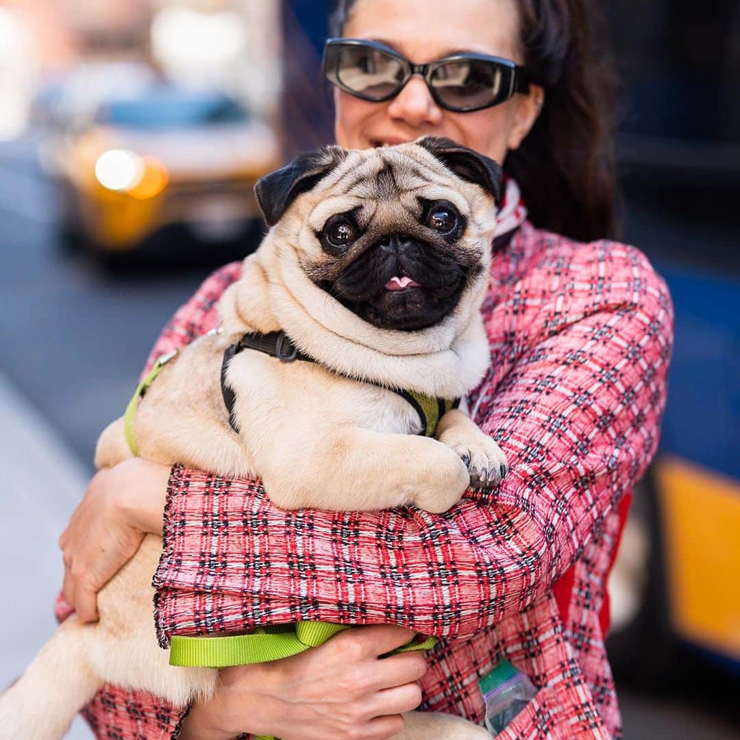 The Dogistさんのインスタグラム写真 - (The DogistInstagram)「Morpheus, Pug (14 m/o), 9th & 3rd Ave., New York, NY • “He’s named after the God of dreams. He loves hiding behind curtains. His main thing is he likes licking genitals (of other dogs), but you don’t have to write that. He also loves the beach.” @morphy_mou」4月25日 0時03分 - thedogist