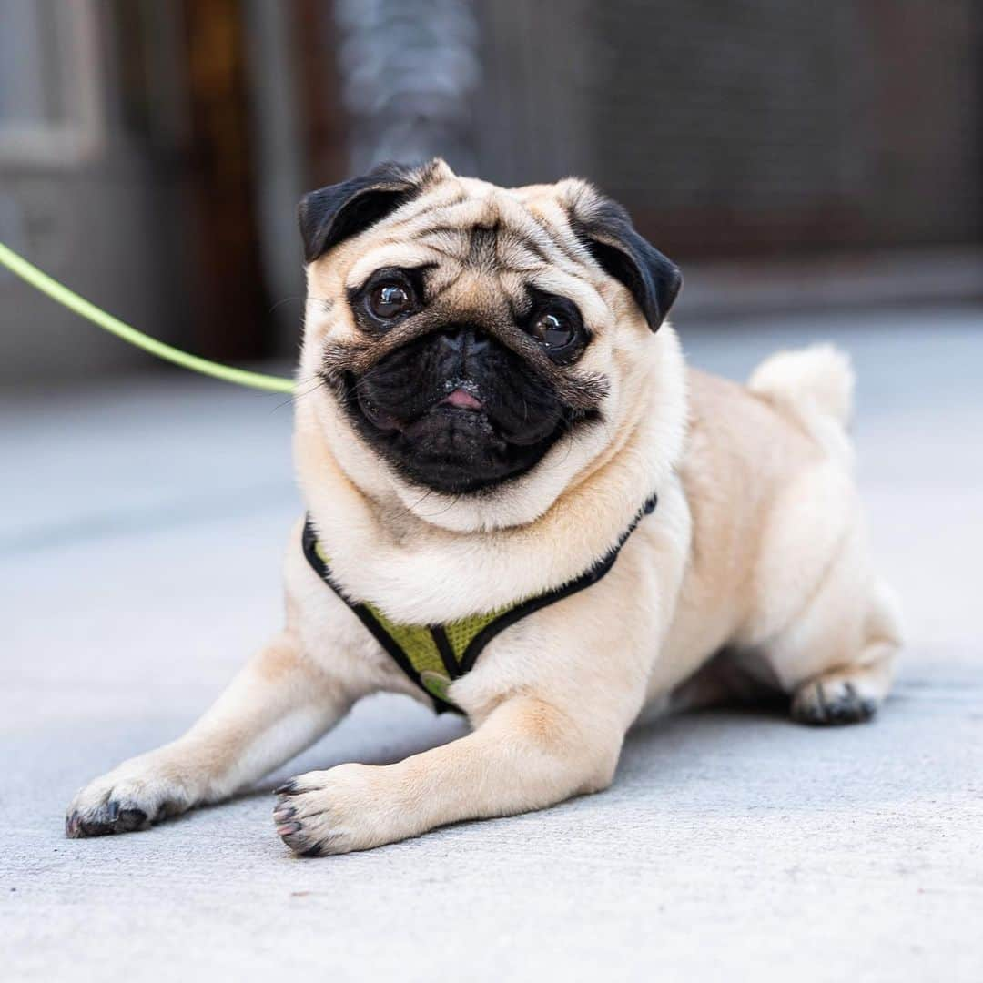 The Dogistさんのインスタグラム写真 - (The DogistInstagram)「Morpheus, Pug (14 m/o), 9th & 3rd Ave., New York, NY • “He’s named after the God of dreams. He loves hiding behind curtains. His main thing is he likes licking genitals (of other dogs), but you don’t have to write that. He also loves the beach.” @morphy_mou」4月25日 0時03分 - thedogist