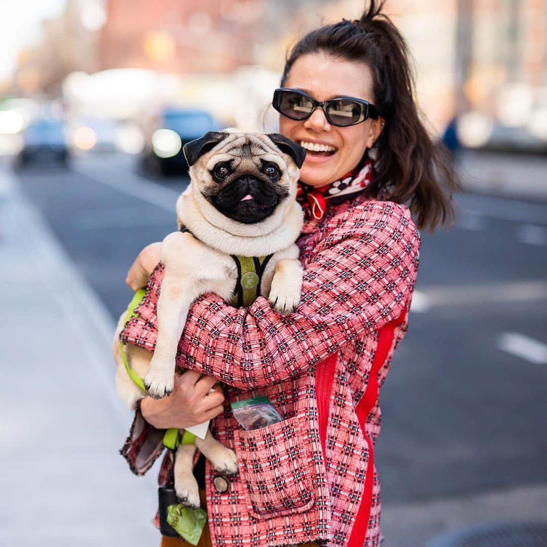The Dogistさんのインスタグラム写真 - (The DogistInstagram)「Morpheus, Pug (14 m/o), 9th & 3rd Ave., New York, NY • “He’s named after the God of dreams. He loves hiding behind curtains. His main thing is he likes licking genitals (of other dogs), but you don’t have to write that. He also loves the beach.” @morphy_mou」4月25日 0時03分 - thedogist