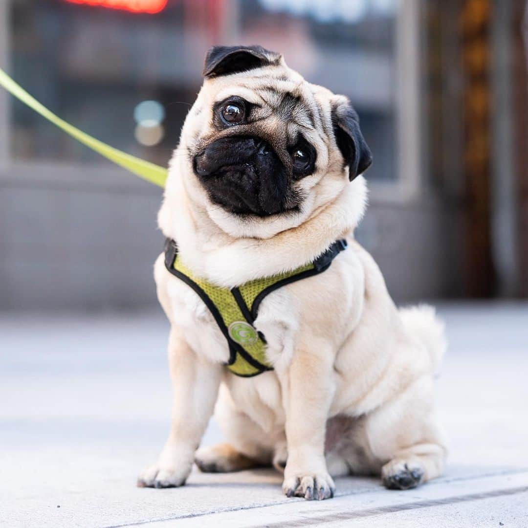 The Dogistさんのインスタグラム写真 - (The DogistInstagram)「Morpheus, Pug (14 m/o), 9th & 3rd Ave., New York, NY • “He’s named after the God of dreams. He loves hiding behind curtains. His main thing is he likes licking genitals (of other dogs), but you don’t have to write that. He also loves the beach.” @morphy_mou」4月25日 0時03分 - thedogist