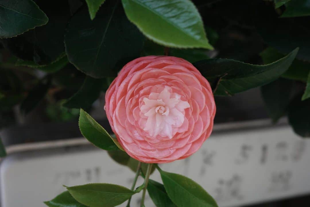 原田佳代子（ミス國學院No.3）のインスタグラム