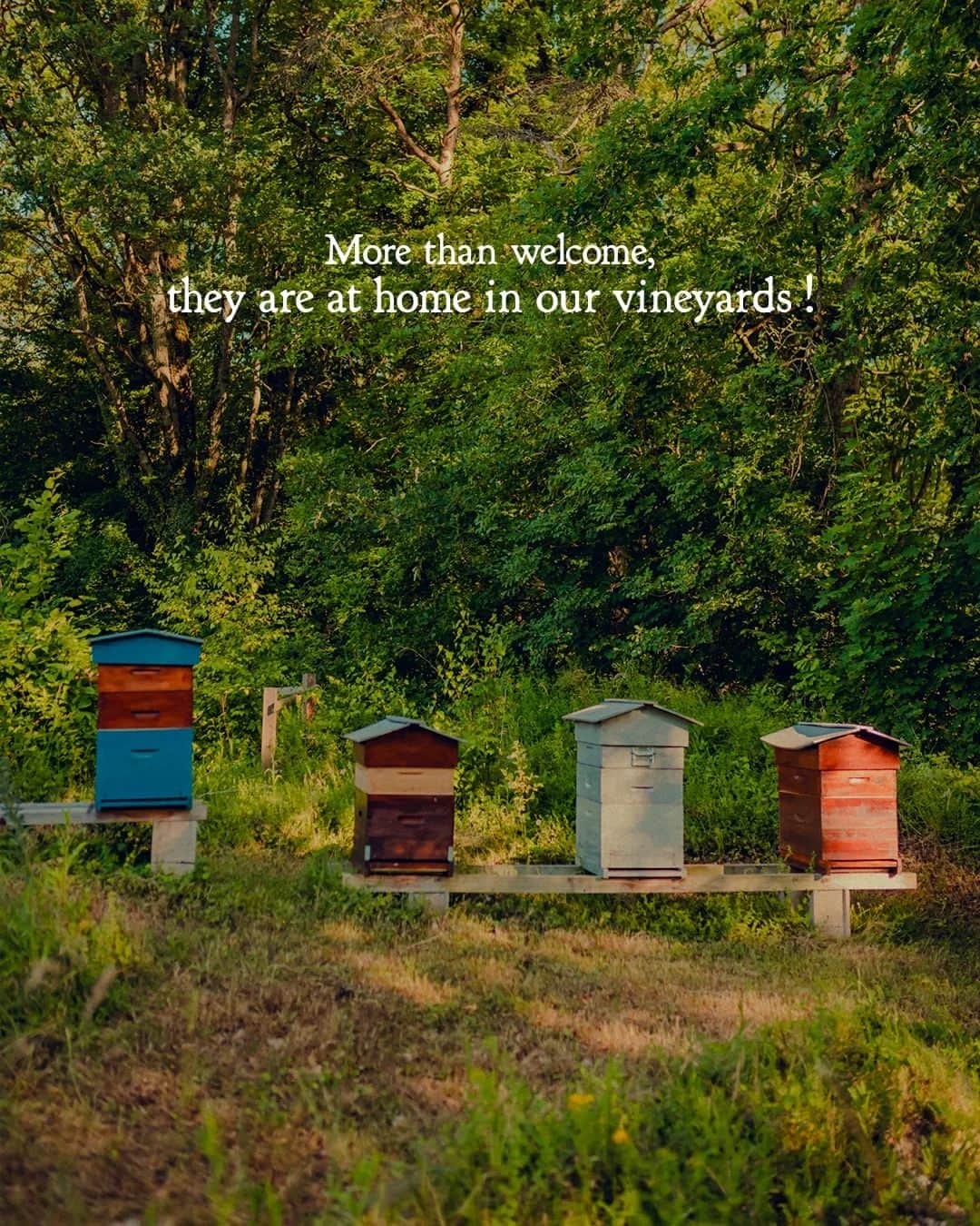 Moët & Chandon Officialさんのインスタグラム写真 - (Moët & Chandon OfficialInstagram)「Bee ready. We are proud to have 70 beehives on our vineyards, as we continue to encourage their populations to grow. As natural pollinators, bees help local flora to thrive, increasing the biodiversity of our terroirs and, in the long run, the quality of the soils and anything that grows from them.  #MoetChandon #NaturaNostra  This material is not intended to be viewed by persons under the legal alcohol drinking age or in countries with restrictions on advertising on alcoholic beverages. ENJOY MOËT RESPONSIBLY.」4月25日 1時09分 - moetchandon