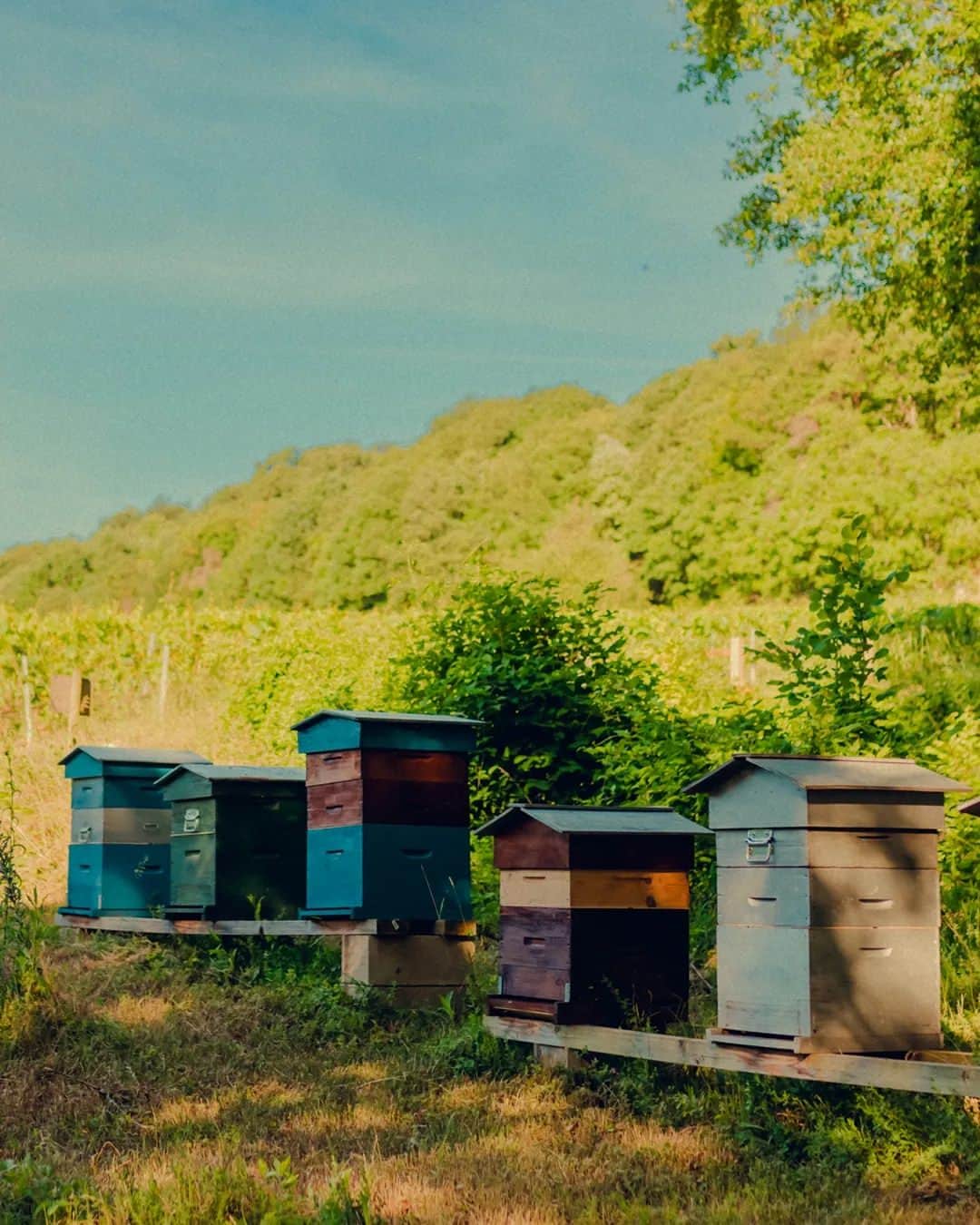 Moët & Chandon Officialのインスタグラム：「Bee ready. We are proud to have 70 beehives on our vineyards, as we continue to encourage their populations to grow. As natural pollinators, bees help local flora to thrive, increasing the biodiversity of our terroirs and, in the long run, the quality of the soils and anything that grows from them.  #MoetChandon #NaturaNostra  This material is not intended to be viewed by persons under the legal alcohol drinking age or in countries with restrictions on advertising on alcoholic beverages. ENJOY MOËT RESPONSIBLY.」