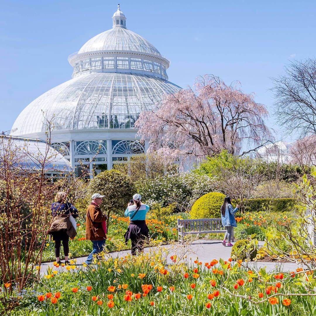 ニューヨーク植物園のインスタグラム：「With unpredictable early spring warmth kicking our collections into high gear, some of our flowers have been blooming on an early bird schedule—as much as two weeks sooner than they usually open during this time of year. 📆🌼  Hit the link in our bio to hear from Todd Forrest, Arthur Ross Vice President for Horticulture and Living Collections at NYBG, as he shares some of the lively and unexpected outcomes of 2023’s spring season—and the beauty that you should be on the lookout for when you visit the Garden at the height of this season of renewal.  #plantlove」