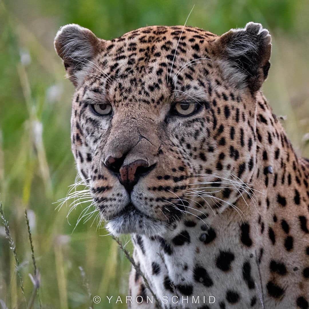 Black Jaguar-White Tiger さんのインスタグラム写真 - (Black Jaguar-White Tiger Instagram)「Sorry about my late post, Beautiful Humans, but PB didn’t stop his weaving and knitting session until very late :) Glorious pics by @yswildlifephotography」4月25日 3時35分 - blackjaguarwhitetiger