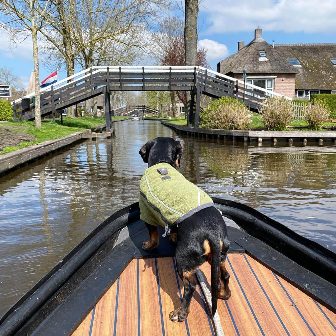 Crusoe the Celebrity Dachshundさんのインスタグラム写真 - (Crusoe the Celebrity DachshundInstagram)「“We toured the magical canals of Giethoorn on our boat - Daphne was ready to fight a swan but Dad jumped to the rescue!” ~ Crusoe」4月25日 3時50分 - crusoe_dachshund