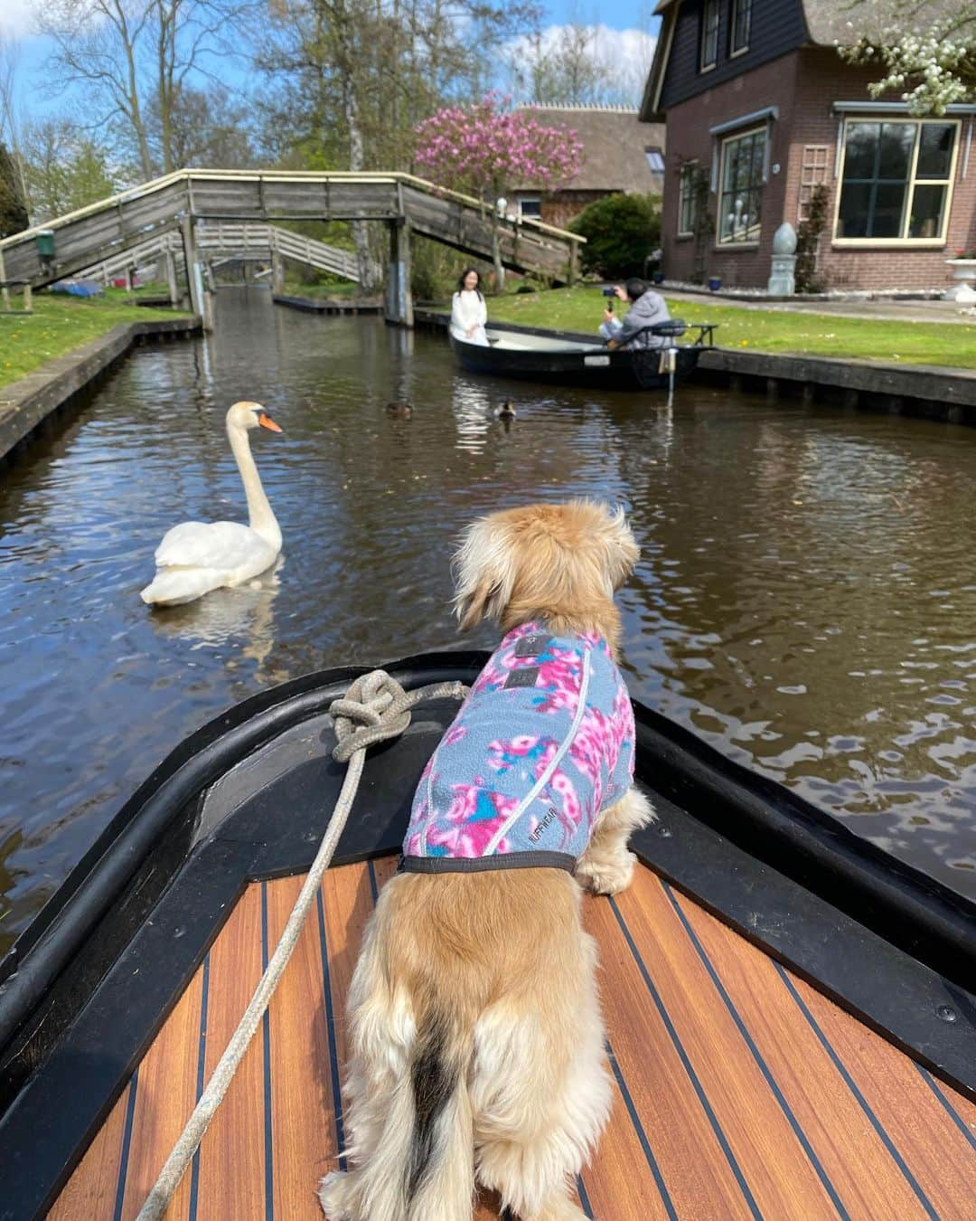 Crusoe the Celebrity Dachshundさんのインスタグラム写真 - (Crusoe the Celebrity DachshundInstagram)「“We toured the magical canals of Giethoorn on our boat - Daphne was ready to fight a swan but Dad jumped to the rescue!” ~ Crusoe」4月25日 3時50分 - crusoe_dachshund