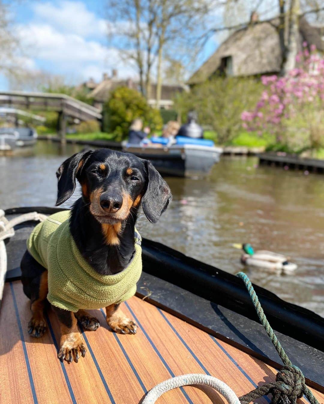 Crusoe the Celebrity Dachshundのインスタグラム：「“We toured the magical canals of Giethoorn on our boat - Daphne was ready to fight a swan but Dad jumped to the rescue!” ~ Crusoe」