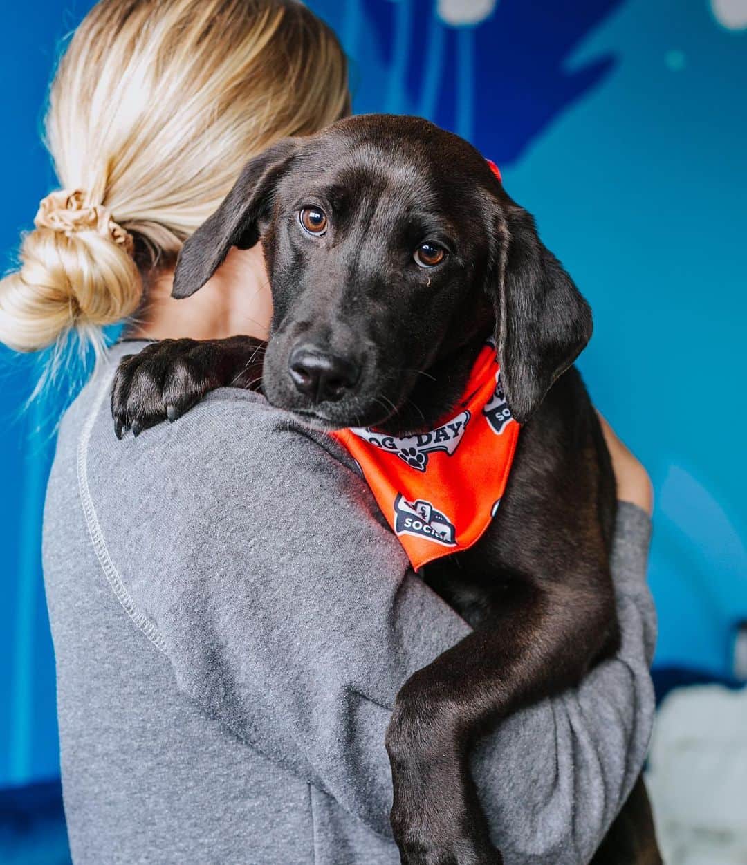 シカゴ・ホワイトソックスのインスタグラム：「Hello puppy-eyes! 😍 We’re teaming up with White Sox to name some new faces! 💙 Submit your name idea for these 6 puppies on their site > tinyurl.com/9jwwvy8k」