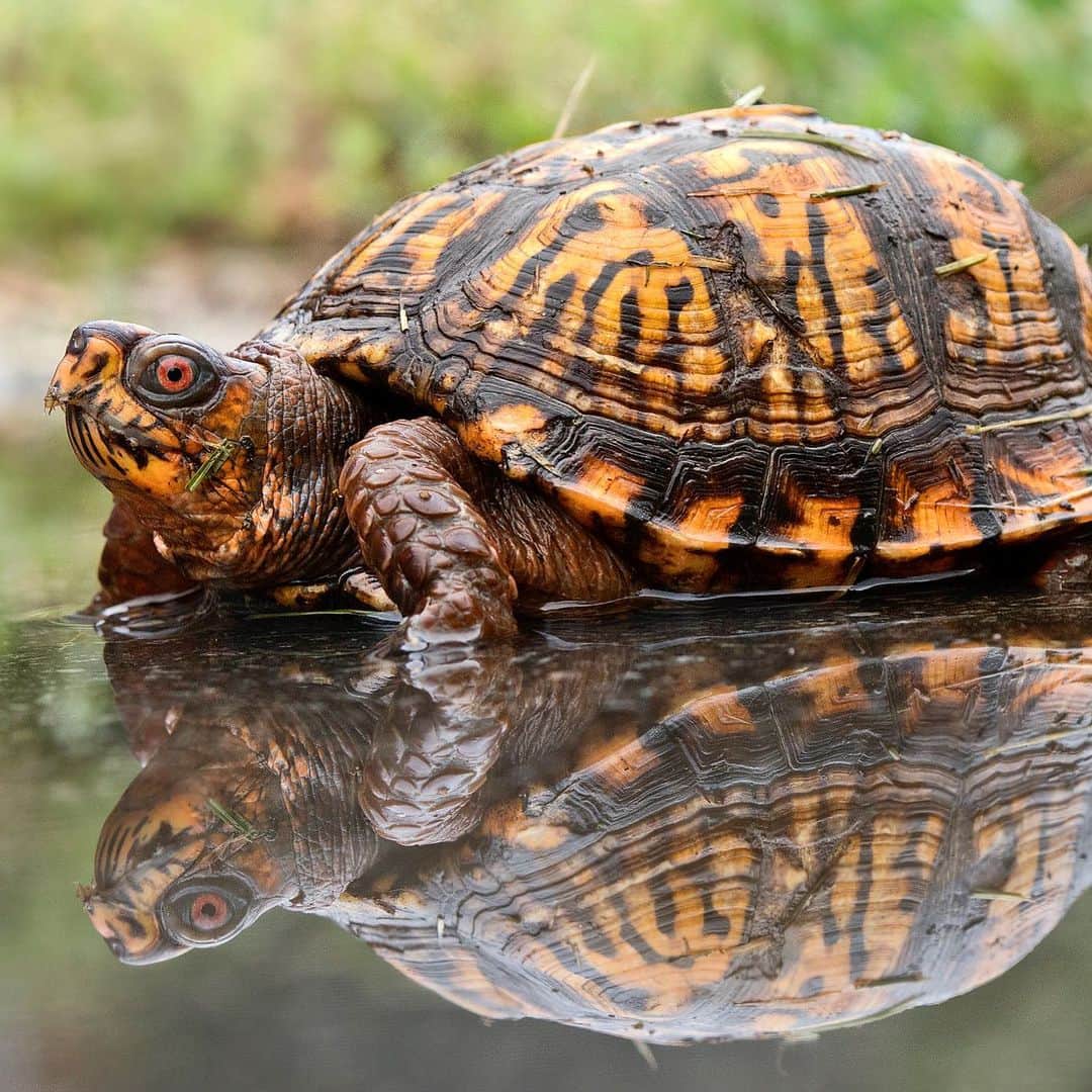 アメリカ自然史博物館のインスタグラム：「🐢 Slooow down and meet the box turtle (Terrapene carolina)! Found across the eastern United States, this reptile is a land-dweller with a diet that includes berries, mushrooms, and slugs. It’s recognizable thanks to a vibrantly patterned shell and its unique eyes: Females of this species have brown eyes, but males’ eyes are often red or pink!  Photo: Watts, CC BY 2.0, flickr #wildlife #amazingnature #herpetology #turtles」
