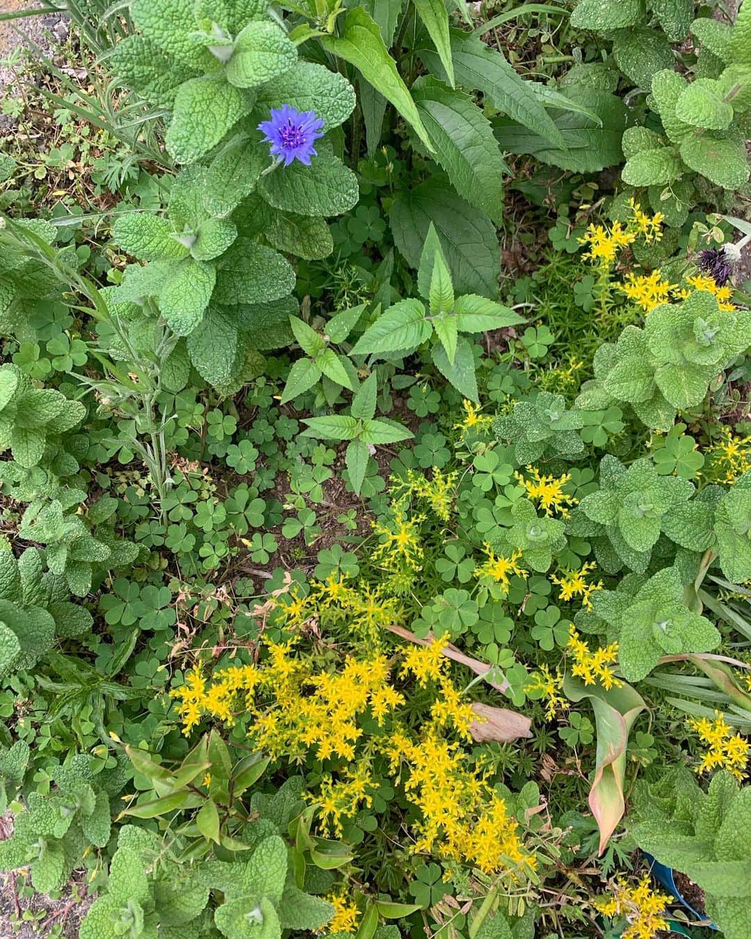 花盛友里のインスタグラム：「🌱🌱🌱好き🌱🌱🌱」