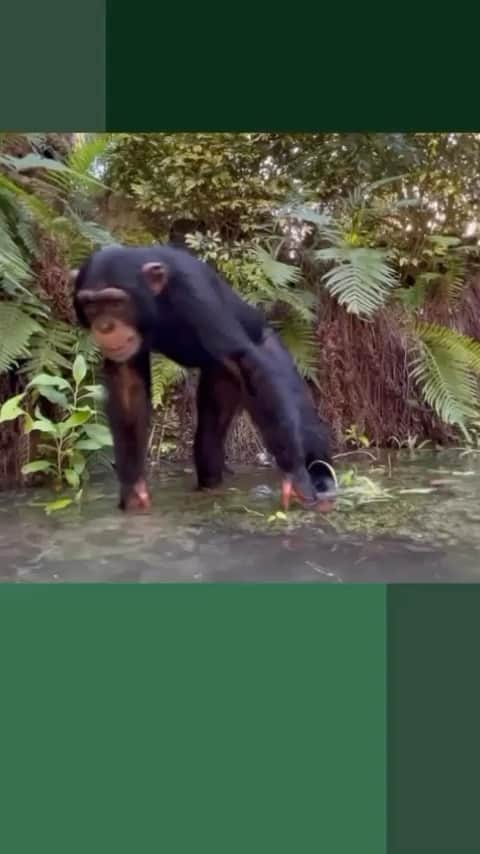 Zoological Wildlife Foundationのインスタグラム
