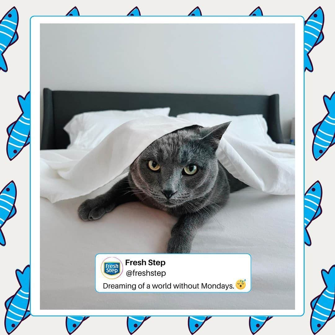 Fresh Stepのインスタグラム：「Who else wants to pull the sheets back on and take an extended cat nap? 🙋‍♀️🙋‍♂️  Pic courtesy of @sassysmoosh  #cat #cats #kittycat  #Kitten #CatLover #Kitty #CatLife #CatLove #CatoftheDay #LoveCats #HappyCat #freshstep #freshsteplitter #monday」