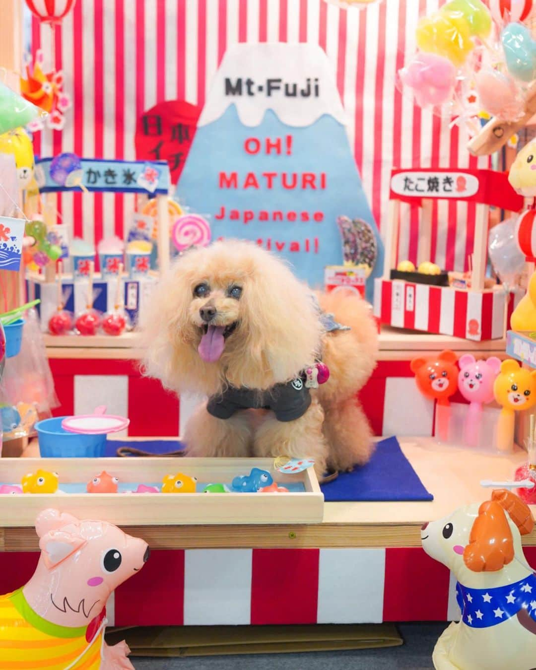 Toypoodle Mikuru?Asakusa Tokyoさんのインスタグラム写真 - (Toypoodle Mikuru?Asakusa TokyoInstagram)「20230425 Tuesday.  ⭐️インターペット part4⭐️ @dog_friendly_hotel  フォトブースは全部可愛かったです🥰 ご近所にありながら、まだ一度もお邪魔したことがないので、今度お散歩がてら覗いてみたいと思います💓  #インターペット #イチホテル浅草橋 #toypoodle#poodle#poodle_playoffs#みくるん#トイプードル#プードル#ふわもこ部#犬バカ部#貴婦狗 #東京トイプードル #poodlesofinstagram#instadog#todayswanko#inutokyo#purapurafamily @i.am.mikuru #토이푸들」4月25日 12時00分 - purapura299