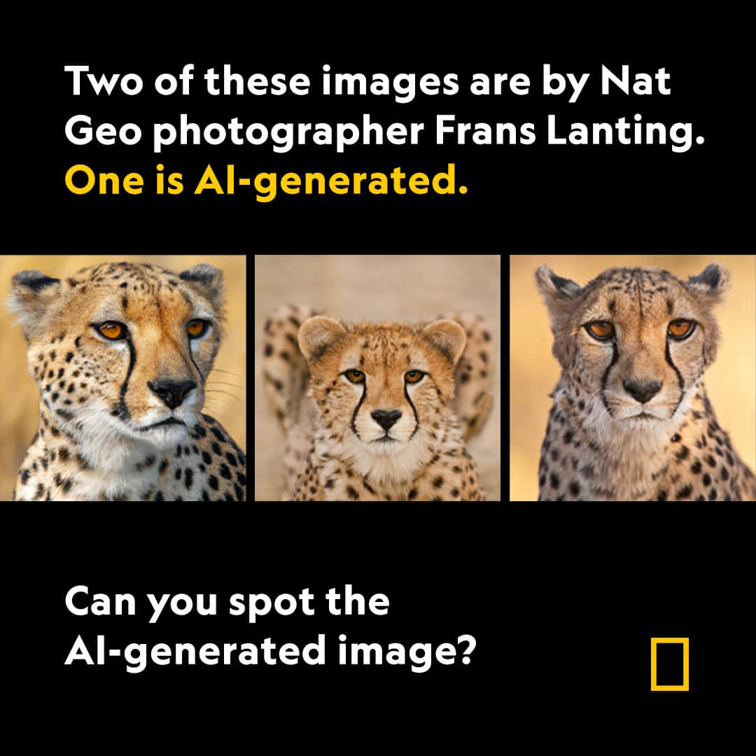 ナショナルジオグラフィックさんのインスタグラム写真 - (ナショナルジオグラフィックInstagram)「Comment which cheetah image you think is AI-generated and read the full story at the link in bio for the answer.  Every day, fake pictures are getting more realistic. Here’s how to use your natural instincts to find things that aren’t quite right—and how to keep up with the lightning speed of AI advancement.  Photographs by Frans Lanting @franslanting, Nat Geo Image Collection」4月25日 5時30分 - natgeo