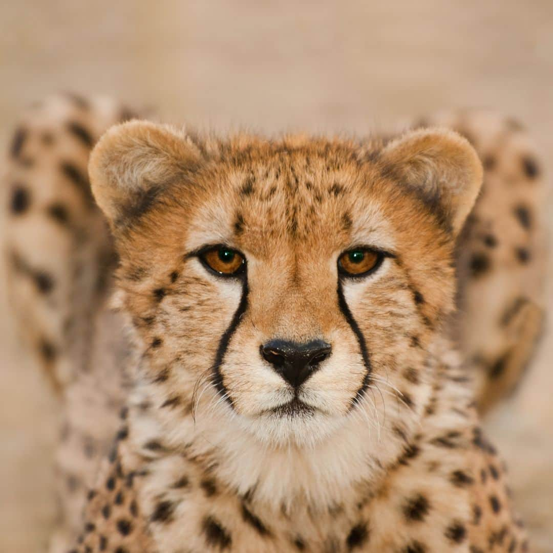 ナショナルジオグラフィックさんのインスタグラム写真 - (ナショナルジオグラフィックInstagram)「Comment which cheetah image you think is AI-generated and read the full story at the link in bio for the answer.  Every day, fake pictures are getting more realistic. Here’s how to use your natural instincts to find things that aren’t quite right—and how to keep up with the lightning speed of AI advancement.  Photographs by Frans Lanting @franslanting, Nat Geo Image Collection」4月25日 5時30分 - natgeo