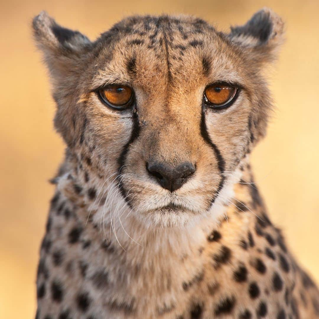 ナショナルジオグラフィックさんのインスタグラム写真 - (ナショナルジオグラフィックInstagram)「Comment which cheetah image you think is AI-generated and read the full story at the link in bio for the answer.  Every day, fake pictures are getting more realistic. Here’s how to use your natural instincts to find things that aren’t quite right—and how to keep up with the lightning speed of AI advancement.  Photographs by Frans Lanting @franslanting, Nat Geo Image Collection」4月25日 5時30分 - natgeo