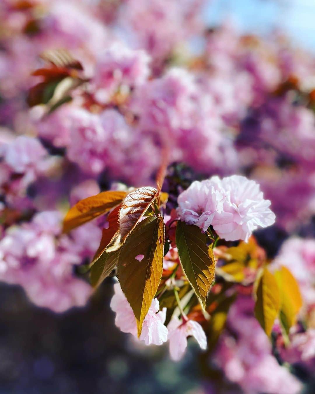 三谷晶子さんのインスタグラム写真 - (三谷晶子Instagram)「わたし達はいつだって誰かの話のために生きているわけじゃない。  #lifeisbeautiful #beautiful」4月25日 5時46分 - akikomitani