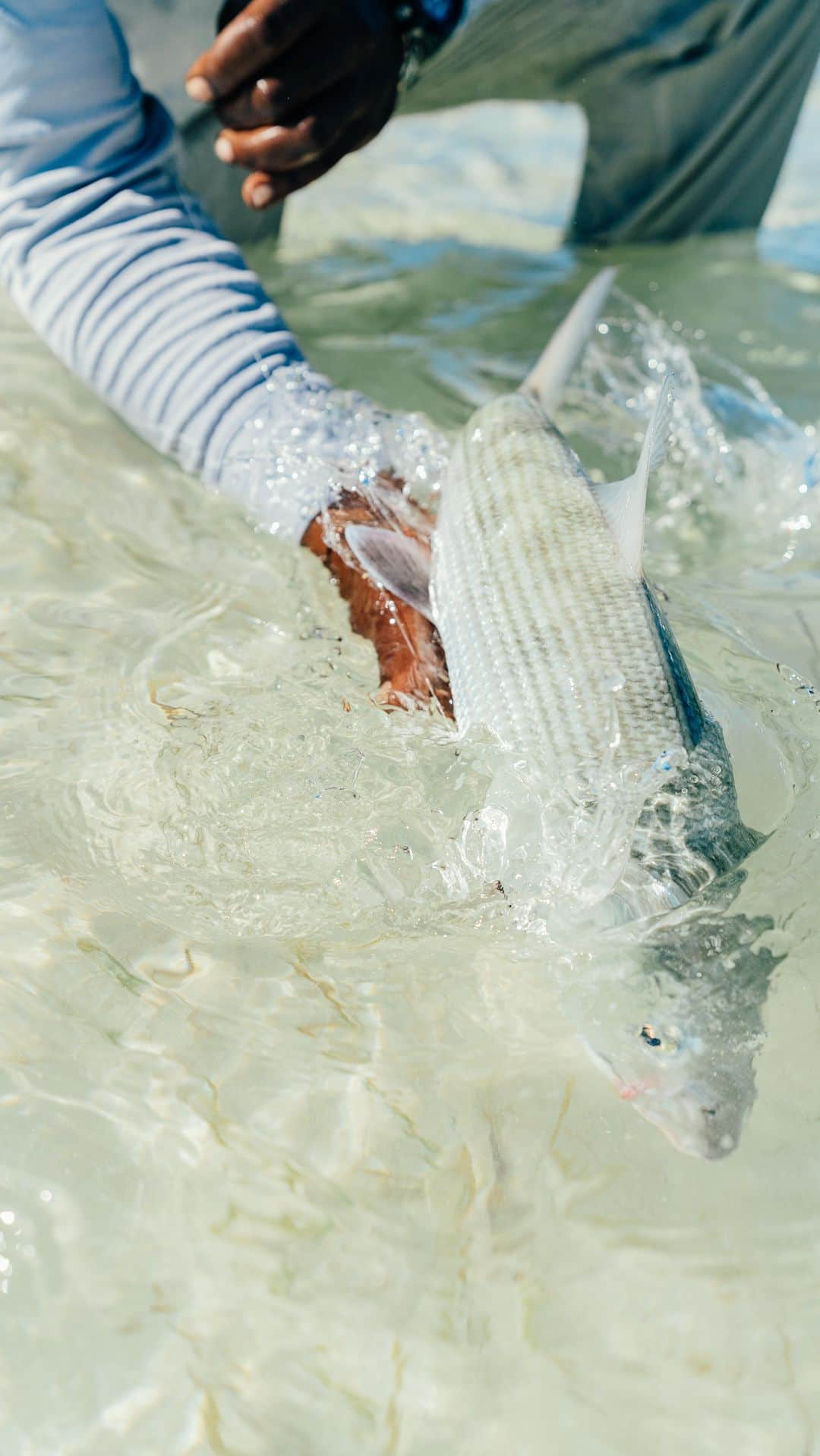 Costa Sunglassesのインスタグラム：「Bringing science to the fight to protect our fisheries.  The latest from COSTA FILMS, “Hooked On: Bonefish,” takes to the flats of the Florida Keys to catch and tag bonefish with @bonefishtarpontrust.  Data is crucial when working to conserve fisheries. Tagging campaigns provide critical information on movements and trends that enable anglers, guides and organizations to communicate effectively with fisheries managers.  Spend a day on the flats with @brandoncyrkw and chase the grey ghost at @soulflylodge in “Hooked On: Bonefish,” available at our link in bio.  #CostaProtect #HookedOn #COSTAFILMS #Bonefish」