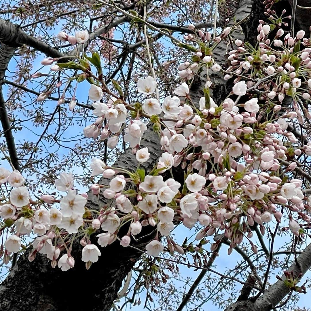 吉井明子さんのインスタグラム写真 - (吉井明子Instagram)「今年2度目の桜…  🌸エゾヤマザクラ（1枚目） 🌸 ソメイヨシノ（2枚目） 🌸チシマザクラ（3枚目）  4月19日札幌にて  今日はまた札幌のソメイヨシノが綺麗だろうなぁ😌  #桜 #エゾヤマザクラ #ソメイヨシノ #チシマザクラ #札幌 #sapporo #japan #travel #travelphotography #trip #明さんぽ #気象予報士 #気象キャスター #weatherforecaster #기상캐스터　#氣象主播 #吉井明子」4月25日 16時48分 - akiko_yoshii_sunny_rain