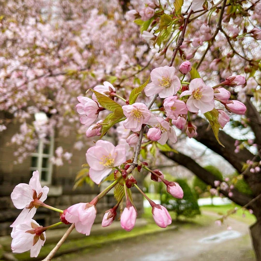 吉井明子さんのインスタグラム写真 - (吉井明子Instagram)「今年2度目の桜…  🌸エゾヤマザクラ（1枚目） 🌸 ソメイヨシノ（2枚目） 🌸チシマザクラ（3枚目）  4月19日札幌にて  今日はまた札幌のソメイヨシノが綺麗だろうなぁ😌  #桜 #エゾヤマザクラ #ソメイヨシノ #チシマザクラ #札幌 #sapporo #japan #travel #travelphotography #trip #明さんぽ #気象予報士 #気象キャスター #weatherforecaster #기상캐스터　#氣象主播 #吉井明子」4月25日 16時48分 - akiko_yoshii_sunny_rain