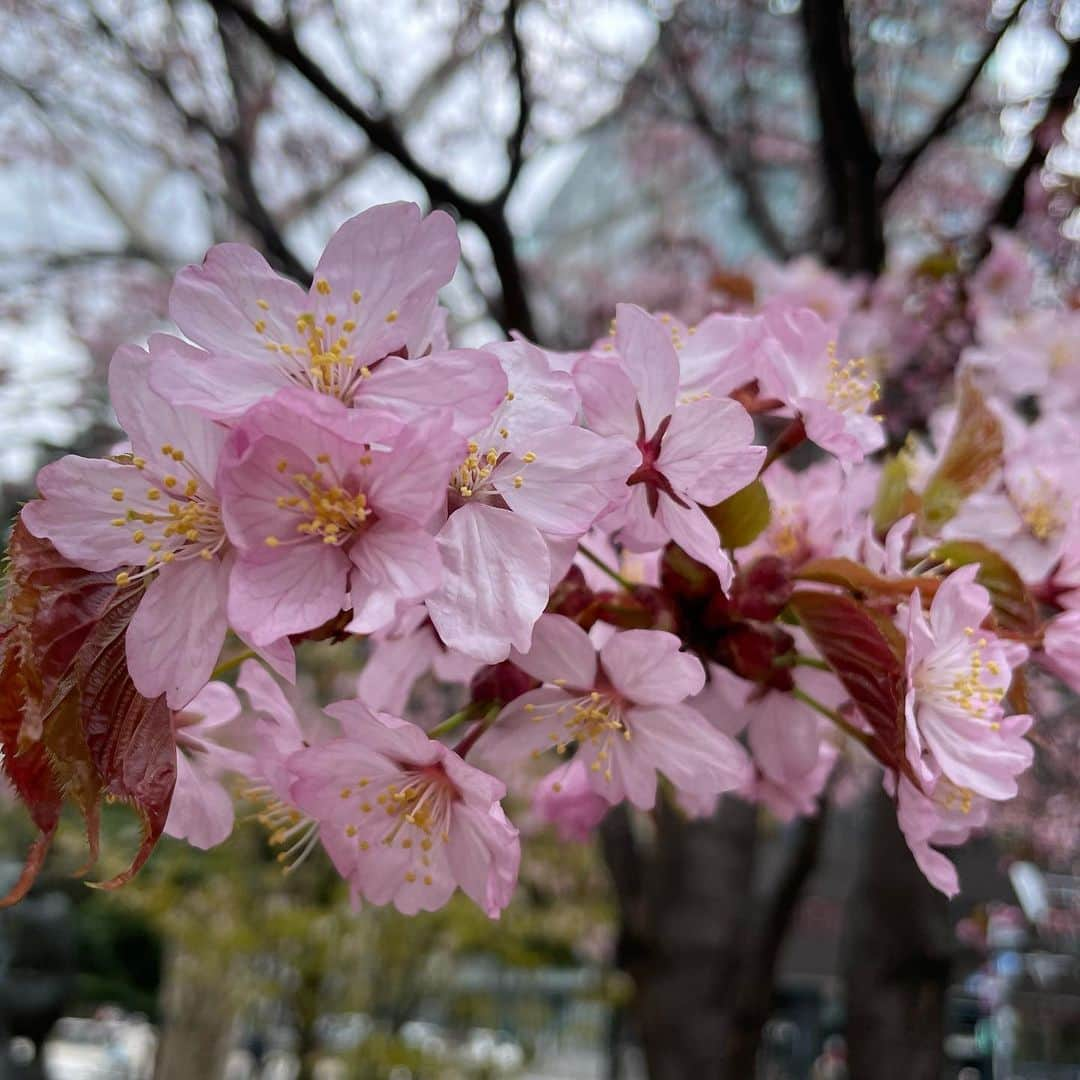 吉井明子さんのインスタグラム写真 - (吉井明子Instagram)「今年2度目の桜…  🌸エゾヤマザクラ（1枚目） 🌸 ソメイヨシノ（2枚目） 🌸チシマザクラ（3枚目）  4月19日札幌にて  今日はまた札幌のソメイヨシノが綺麗だろうなぁ😌  #桜 #エゾヤマザクラ #ソメイヨシノ #チシマザクラ #札幌 #sapporo #japan #travel #travelphotography #trip #明さんぽ #気象予報士 #気象キャスター #weatherforecaster #기상캐스터　#氣象主播 #吉井明子」4月25日 16時48分 - akiko_yoshii_sunny_rain