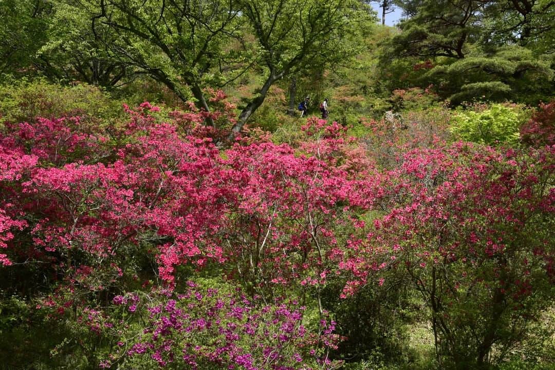 福島県さんのインスタグラム写真 - (福島県Instagram)「【矢祭山公園のツツジ（矢祭町）】  四季折々の絶景を堪能できる「奥久慈県立自然公園矢祭山」。  春は100本を超えるソメイヨシノと約5万本のツツジが咲き誇ります。ツツジの中には、百数十年の歴史があるものもあり、松や桜とともに生育されています。  自然あふれるこの公園は鳥獣保護区として指定され、キビタキ・カワセミ・ムクドリ・イノシシ・キツネなど多くの鳥獣が生息しています。  #自然公園矢祭山 #ソメイヨシノ #ツツジ #桜 #キビタキ #矢祭町 #福島県 #yamatsuritown #fukushima #RealizeFukushima #NotADreamFukushima #ひとつひとつ実現するふくしま」4月25日 17時00分 - realize_fukushima