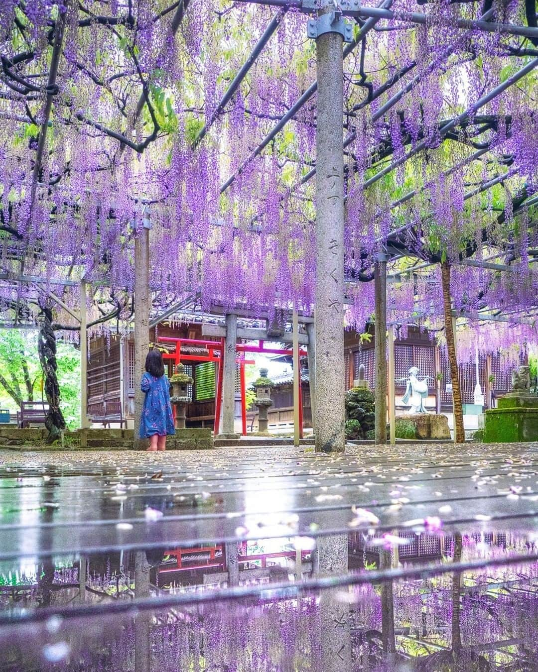 関西電力株式会社のインスタグラム：「＼藤が降り注ぐ✨大歳神社「千年藤」／ 本日は、兵庫・大歳神社からパシャリ📸  藤の名所として有名な、大歳神社。 千年藤は天徳４年（960年）に植えられたと伝えられ、兵庫県の指定文化財（天然記念物）に指定されています🌟  幹回りが約3.8ｍもある大木から枝が四方に伸び、境内一面に広がる藤棚は約500㎡！ 開花期には約１ｍ以上の花房が垂れ下がり、境内を埋め尽くす姿は壮観です。  みなさんオススメの関西のスポットがあれば、コメントで教えてください！  #関西電力　#灯りフォト部 #兵庫　#大歳神社　#千年藤　#藤 #藤棚 #花見　#お花見　 #日本の絶景　#日本の景色 #関西旅行　#関西観光　#大阪旅行　#大阪観光　 #カメラ好きな人と繋がりたい　#写真好きな人と繋がりたい」