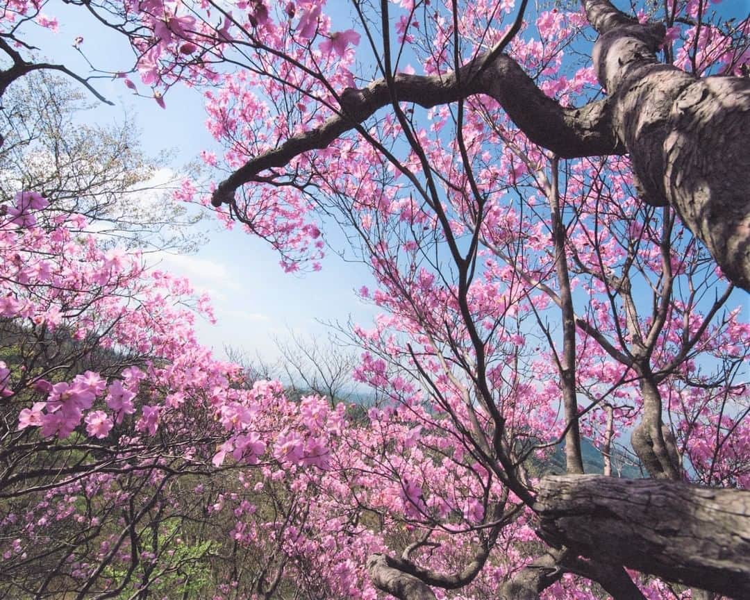 九州電力さんのインスタグラム写真 - (九州電力Instagram)「鮮やかなピンク色のアケボノツツジ💞 . 宮崎県の高千穂町と諸塚村の境に位置する「諸塚山」は、古くから神山として大切にされてきた諸塚村のシンボル的な山です。  諸塚山一帯にはアケボノツツジが群生しており、春には鮮やかなピンク色の花が咲き乱れます。本格的な登山をせず気軽に鑑賞できるため九州各地から多くの人が訪れる絶景スポットです。 . ※開花状況は「もろつかナビ」にてご確認ください。 ※写真提供：諸塚村観光協会 ※写真は過去に撮影されたものです。 . 気兼ねなくお出かけできる日が来るまで、お届けする九州の風景が、皆さまの元気や癒しになれば幸いです🍀 九電グループでは、「あしたプロジェクト～あしたを、しんじて、たすけあおう～」を展開しています。詳しくは、HPをご覧ください✨ . #九州電力 #宮崎 #高千穂町 #諸塚村 #諸塚山 #ツツジ #ツツジの花 #アケボノツツジ #はなまっぷ #九州百名山」4月25日 17時00分 - kyuden_official