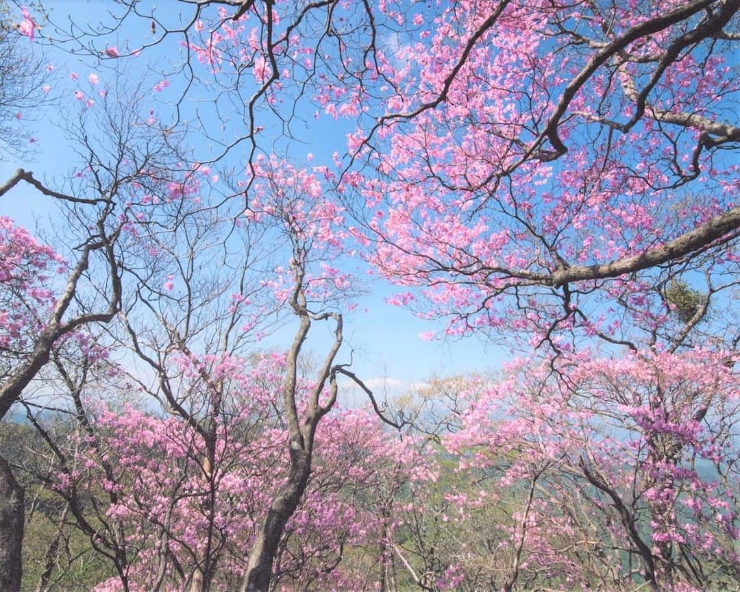 九州電力さんのインスタグラム写真 - (九州電力Instagram)「鮮やかなピンク色のアケボノツツジ💞 . 宮崎県の高千穂町と諸塚村の境に位置する「諸塚山」は、古くから神山として大切にされてきた諸塚村のシンボル的な山です。  諸塚山一帯にはアケボノツツジが群生しており、春には鮮やかなピンク色の花が咲き乱れます。本格的な登山をせず気軽に鑑賞できるため九州各地から多くの人が訪れる絶景スポットです。 . ※開花状況は「もろつかナビ」にてご確認ください。 ※写真提供：諸塚村観光協会 ※写真は過去に撮影されたものです。 . 気兼ねなくお出かけできる日が来るまで、お届けする九州の風景が、皆さまの元気や癒しになれば幸いです🍀 九電グループでは、「あしたプロジェクト～あしたを、しんじて、たすけあおう～」を展開しています。詳しくは、HPをご覧ください✨ . #九州電力 #宮崎 #高千穂町 #諸塚村 #諸塚山 #ツツジ #ツツジの花 #アケボノツツジ #はなまっぷ #九州百名山」4月25日 17時00分 - kyuden_official