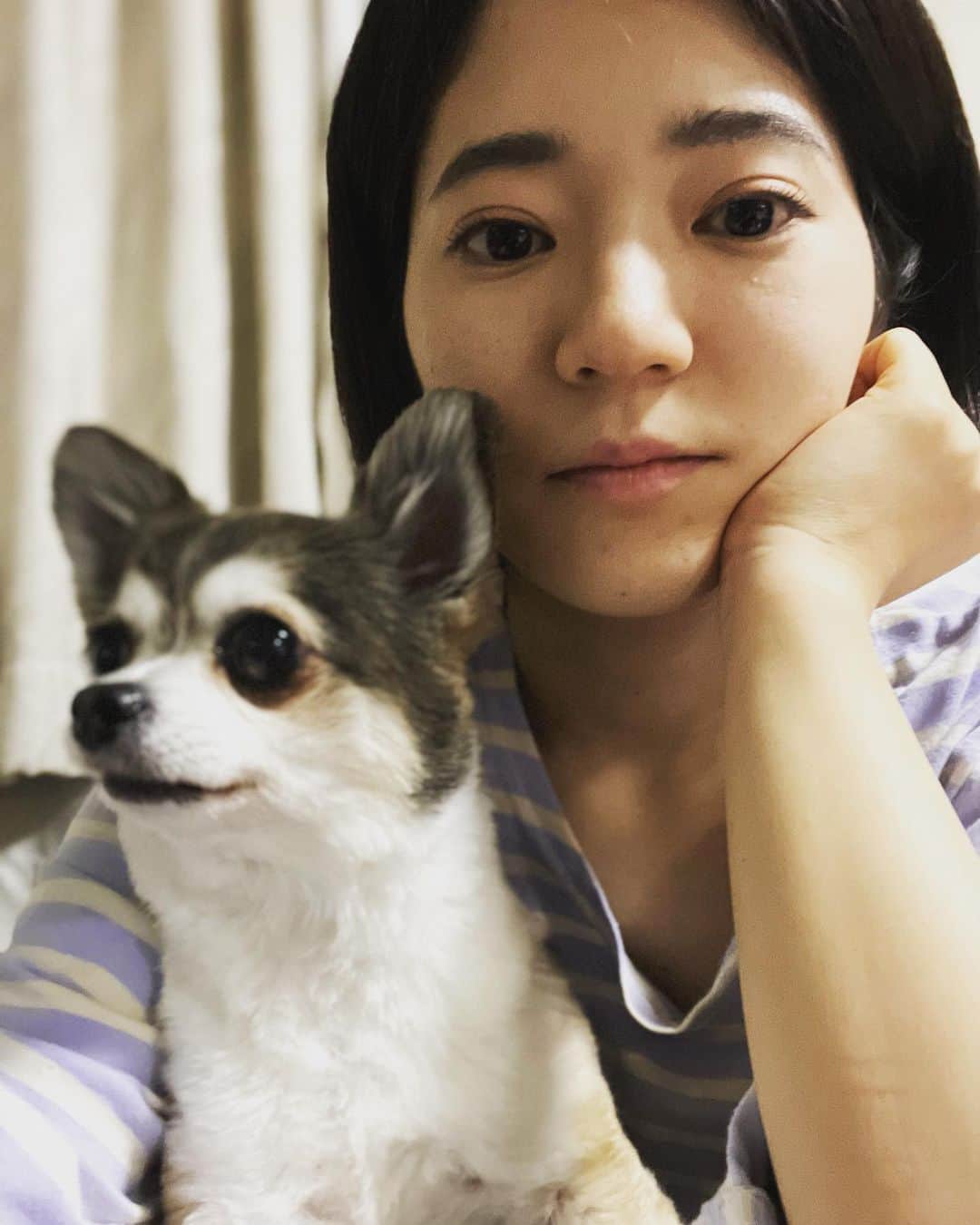 安田遥香（アホロートル）さんのインスタグラム写真 - (安田遥香（アホロートル）Instagram)「🐶  #チワワ #犬 #dog」4月25日 17時23分 - axoyasuda