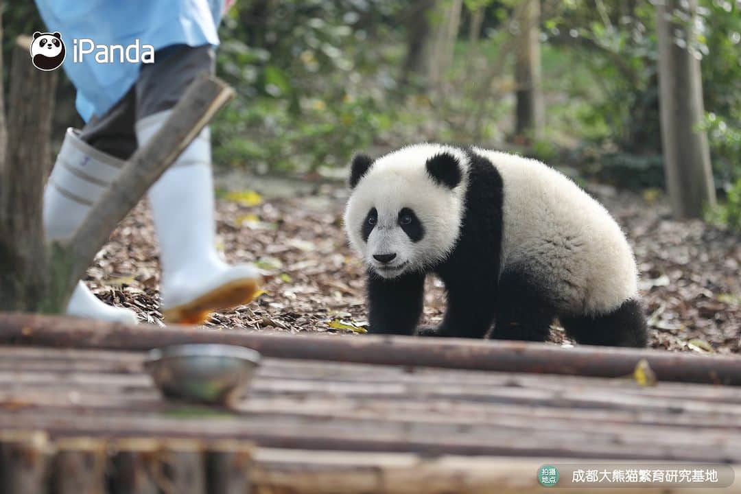 iPandaさんのインスタグラム写真 - (iPandaInstagram)「What did you bring me, nanny? Just a pink towel? (Jia Xin) 🤨 🐼 🐼 🐼 #Panda #iPanda #Cute #PandaPic #ChengduPandaBase #BestJobInTheWorld  For more panda information, please check out: http://en.ipanda.com」4月25日 17時30分 - ipandachannel