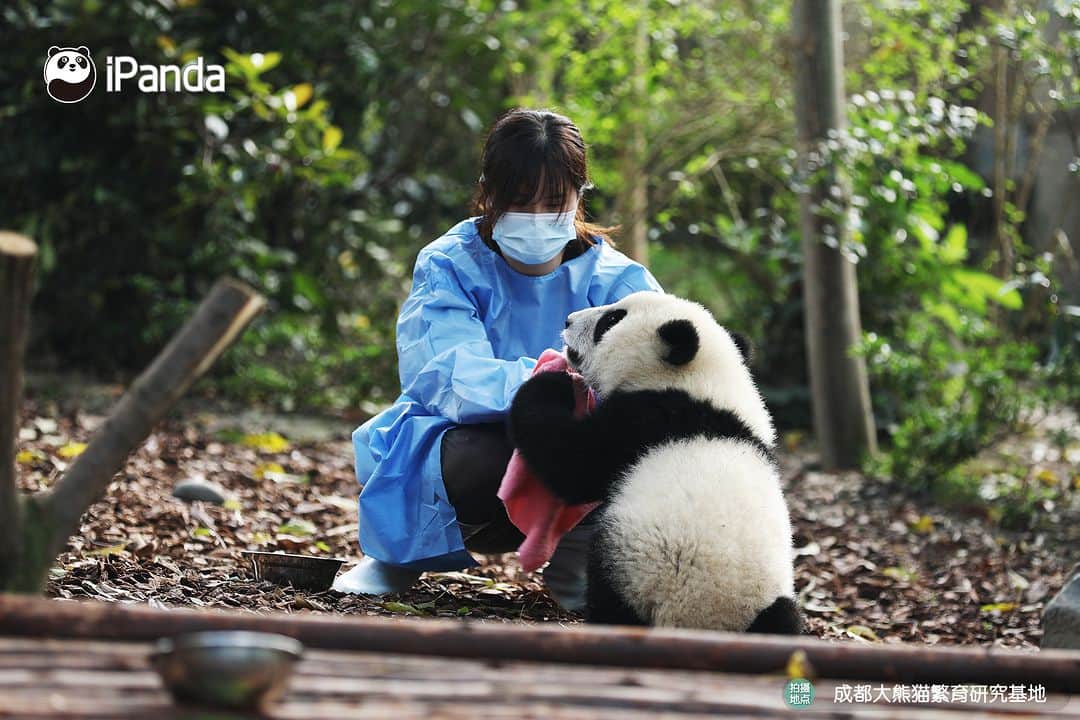 iPandaさんのインスタグラム写真 - (iPandaInstagram)「What did you bring me, nanny? Just a pink towel? (Jia Xin) 🤨 🐼 🐼 🐼 #Panda #iPanda #Cute #PandaPic #ChengduPandaBase #BestJobInTheWorld  For more panda information, please check out: http://en.ipanda.com」4月25日 17時30分 - ipandachannel