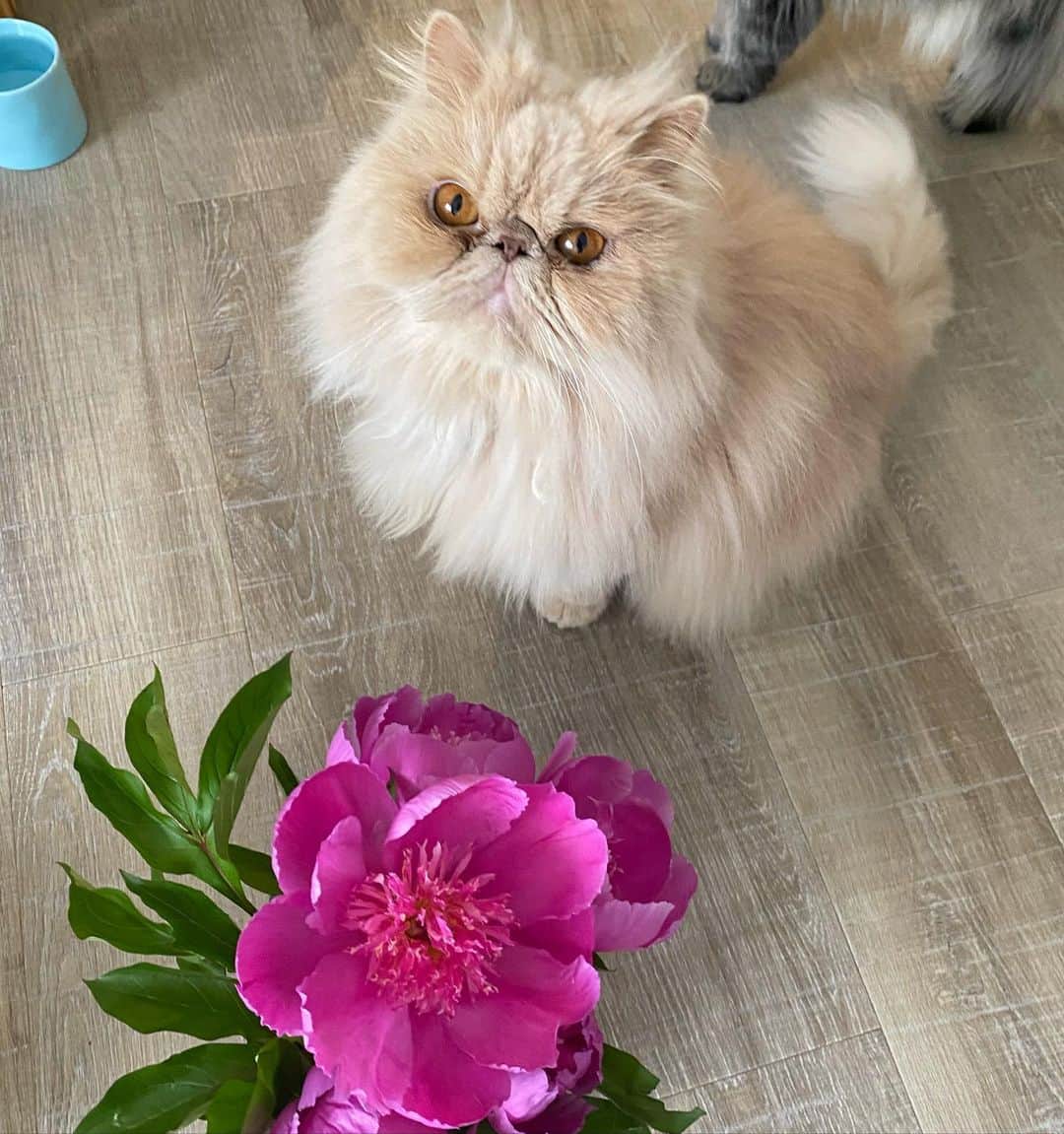 ミッシュのインスタグラム：「花よりボク🌺  #ミッシュ #お花に負けじと #ポージング #フレームインする猫  #耳に力入ってる 🤣 #顔洗ってください  #芍薬と猫 #エキゾチックロングヘア  #猫との暮らし  #ねこすたぐらむ」