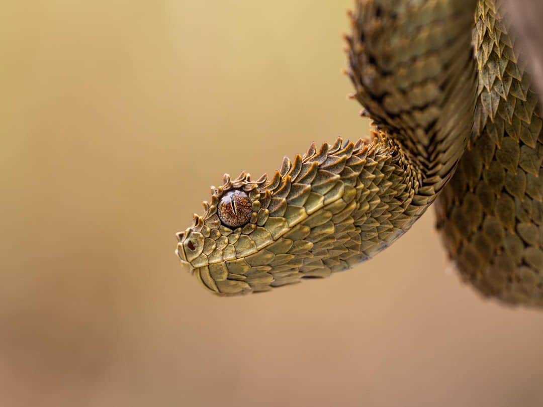 thephotosocietyのインスタグラム：「Photo by @thomas.nicolon // Bush vipers are probably my favorite snakes to photograph: they have amazing colors and look like little dragons. Back in 2019 I spent several months photographing venomous snakes for a @natgeo story on the snakebite crisis in Africa. // Follow me @thomas.nicolon for more stories about humans and wildlife.」