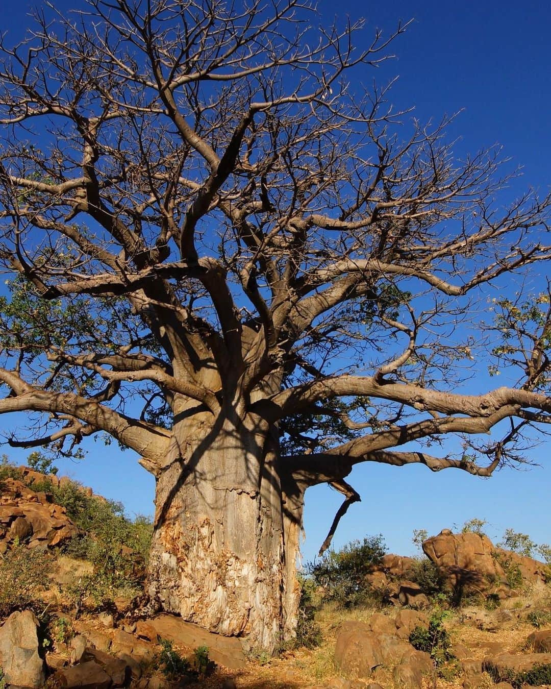 野村仁美さんのインスタグラム写真 - (野村仁美Instagram)「【地球最古の樹】とも言われ、なんと人類がまだ四つ足で歩いていた頃から地球上に存在するといわれる(!)アフリカ、マダガスカルなどに生息するバオバブの樹🌳  最近その存在を知り、 愛用してる天然精油100%バオバブオイル。  よもぎ蒸しの際に、スタッフさんが、バオバブオイルの生命力、癒し。保湿効果について語ってくれてその存在を知りました。 (よもぎ蒸しにバオバブオイルを垂らしてくれた🤤)  樹齢2000ー6000年の樹まであると言われ、アフリカの大地のエネルギーに満ちた樹木の種より抽出したオイルは アフリカでは古くから薬として、保湿や身体のケア、食用にも愛用されているそうです。  今使用してるのは、 @magniff.jp のバオバブオイル✨ バオバブと、カカイという希少な植物との2種類を配合した天然精油100%のもので、深みのある ウッディな香りが最高に好みです。  化粧水前のブースターとして使用するのがお気に入り。 寝る前にバオバブの香りに包まれたい日は髪の毛にも塗り込みます。  #baobab#magniff#baobaboil」4月25日 8時59分 - hitominomura