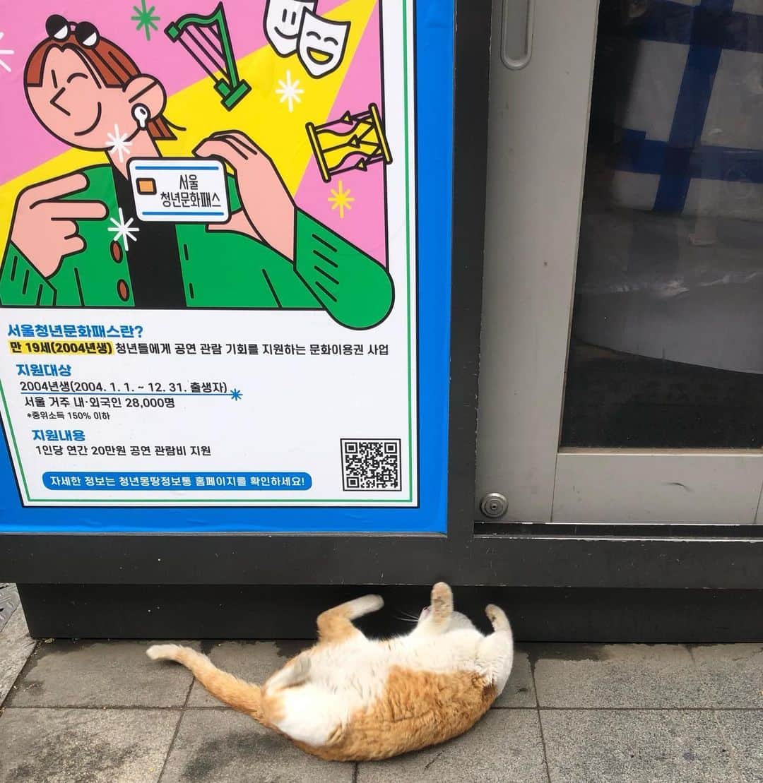 井山三希子さんのインスタグラム写真 - (井山三希子Instagram)「・ ソウルでの猫🐈 人懐っこくて好きなように触らせてくれた 肉付きもよいので野良なのか分からないけど 久しぶりにわしゃわしゃ触れて嬉しかった〜」4月25日 9時11分 - nikoyagi