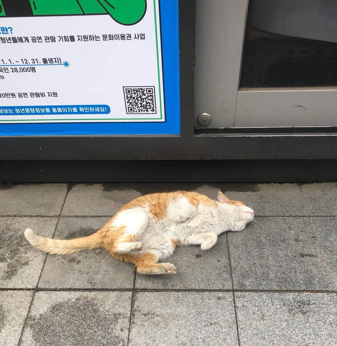 井山三希子さんのインスタグラム写真 - (井山三希子Instagram)「・ ソウルでの猫🐈 人懐っこくて好きなように触らせてくれた 肉付きもよいので野良なのか分からないけど 久しぶりにわしゃわしゃ触れて嬉しかった〜」4月25日 9時11分 - nikoyagi