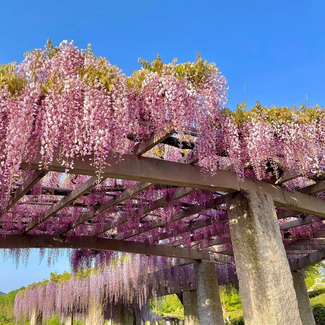 依田司さんのインスタグラム写真 - (依田司Instagram)「4月25日（火） 群馬県藤岡市にある「ふじの咲く丘」から 見頃を迎えた、約350ｍの藤棚をご紹介。 丘の斜面を活かして回廊の様に植えられており、坂道を登りながら息を吸いこめばフジの甘い香りが胸いっぱいに広がります。 また、白に紫、ピンクと様々な品種が雫が如く頭上に降り注ぎ、夜のライトアップでは、まるでシャンデリアの下を歩いているような風景も楽しめます。 例年より開花が1週間ほど早かったため、一番の見頃は今週末ごろまで。5月7日まで藤まつりも開催中。  #ふじの咲く岡 #AIGLE #エーグル #依田さん #依田司 #お天気検定 #テレビ朝日 #グッドモーニング #気象予報士 #お天気キャスター #森林インストラクター #グリーンセイバーアドバンス #プロジェクトワイルド #IPCC伝導者 #japan #japantrip #japantravel #unknownjapan #japanAdvenそture #japanlife #lifeinjapan #instagramjapan #instajapan #療癒 #ilovejapan #weather #weathercaster #weatherforecast」4月25日 9時31分 - tsukasa_yoda