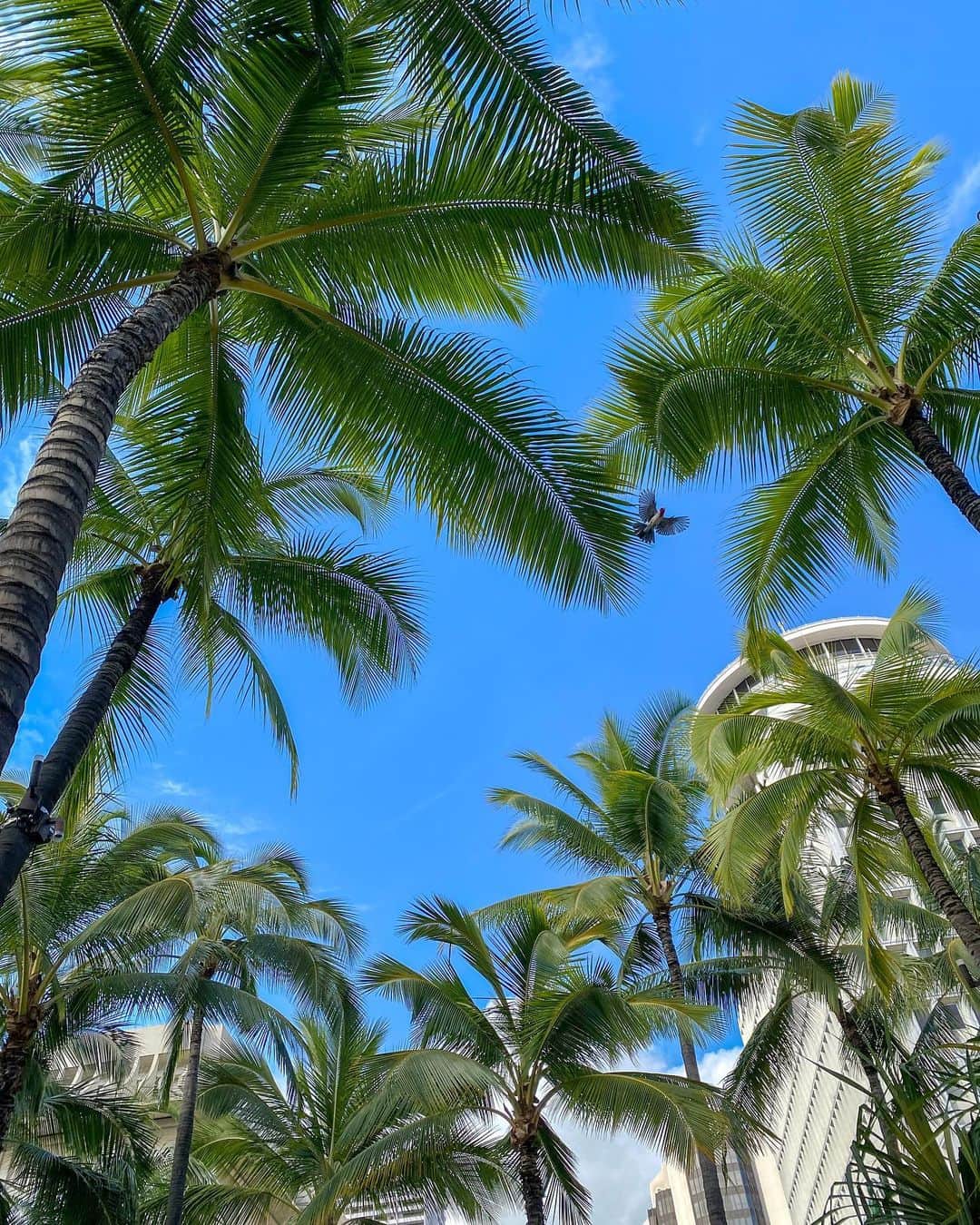 Aloha Street アロハストリートさんのインスタグラム写真 - (Aloha Street アロハストリートInstagram)「先週末は天気が良かったので、運動がてらお家からワイキキまでお散歩してみました☀️  お天気が良いとハワイの海やヤシの木、空やお花などより素敵に見えますね🏝  太陽が反射したキラキラの海に見入ってしまいました✨  意外と歩ける距離だと判明したので、これからも定期的にワイキキまでお散歩して、ハワイの豊かな自然を存分に満喫したいなと思います☺️  みなさんもぜひ写真からハワイを感じてみてください🌺🥰  (アカネ)  #アロハストリート #alohastreet  #ワイキキ#Waikiki#おさんぽ #散歩 #ビーチ #ワイキキビーチ #ハワイ旅行 #waikikibeach #ピクニック日和 #ピクニック部 #ハワイ生活 #ハワイ好きな人と繋がりたい #ハワイ情報 #海のある生活 #海外生活 #海好きな人と繋がりたい #旅行好きな人と繋がりたい #旅行好き #hawaii #hawaiilife #honolulu #honoluluhawaii #hawaiistagram #oahulife #oahuhawaii #oahuphotography」4月25日 9時36分 - alohastreetcom_hawaii