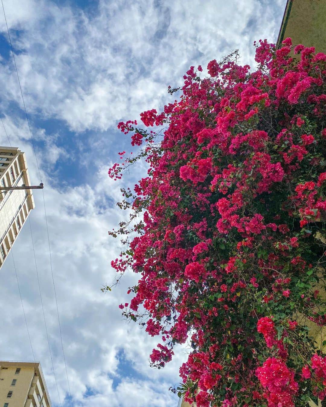 Aloha Street アロハストリートさんのインスタグラム写真 - (Aloha Street アロハストリートInstagram)「先週末は天気が良かったので、運動がてらお家からワイキキまでお散歩してみました☀️  お天気が良いとハワイの海やヤシの木、空やお花などより素敵に見えますね🏝  太陽が反射したキラキラの海に見入ってしまいました✨  意外と歩ける距離だと判明したので、これからも定期的にワイキキまでお散歩して、ハワイの豊かな自然を存分に満喫したいなと思います☺️  みなさんもぜひ写真からハワイを感じてみてください🌺🥰  (アカネ)  #アロハストリート #alohastreet  #ワイキキ#Waikiki#おさんぽ #散歩 #ビーチ #ワイキキビーチ #ハワイ旅行 #waikikibeach #ピクニック日和 #ピクニック部 #ハワイ生活 #ハワイ好きな人と繋がりたい #ハワイ情報 #海のある生活 #海外生活 #海好きな人と繋がりたい #旅行好きな人と繋がりたい #旅行好き #hawaii #hawaiilife #honolulu #honoluluhawaii #hawaiistagram #oahulife #oahuhawaii #oahuphotography」4月25日 9時36分 - alohastreetcom_hawaii