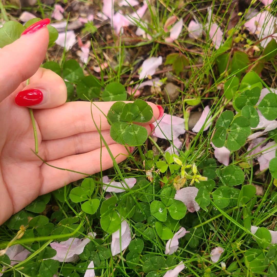 ニコラのインスタグラム：「こないだ実家に帰ったときに、 歩きながら四つ葉あるかな～？って探してたら えっこれ！五つ葉じゃない？って🤭まさかの展開。  人生にもちょっと願っていたこと以上のハッピーな展開があったら素敵なのにね🤭♥️  今日も１日ほどほどに😉 🍀+１  #写真から四つ葉もみつけてね #みんなでハッピー」